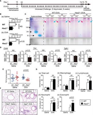 Has2 Regulates the Development of Ovalbumin-Induced Airway Remodeling and Steroid Insensitivity in Mice